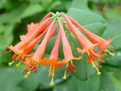 Lonicera semperviren